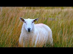 HQ Stereo sound of a mountain stream in Ireland. Sleep, Relaxation, Meditation, Yoga. NO ADS.