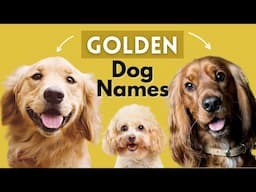 Unique Golden Dog Names- Male and Female Dog Names