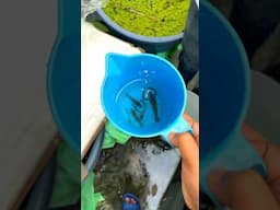 Releasing Waterfall Shrimps and Crabs 🦀🥳#shrimps #crabs #riverfishing #shorts #fishtank #fish