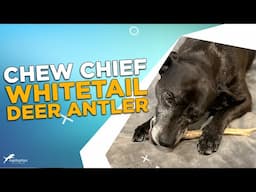 Review: Chew Chief Whitetail Deer Antler Chew for Dogs