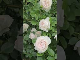 Earth Angel never disappoints. I will be posting a rose garden video sometime this week #roses