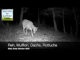 Reh, Mufflon, Dachs, Rotfuchs. Eifelwald Ende Oktober 2024