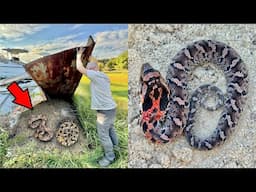 HUGE Rattlesnake Where We Least Expected it! (RARE)