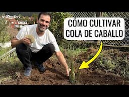 AHORA CULTIVO YO LA COLA DE CABALLO: cómo plantar y cómo usar #equisetum #horsetail || en20metros