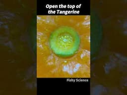 Why You Need To Check the Top of the Tangerine...