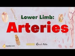 Lower Limb: Arteries Anatomy | Iliac Artery, Superior and Inferior Gluteal Artery