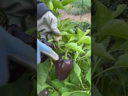 How to Harvest Purple Peppers