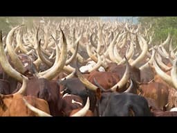 Millions of American Longhorn Cattle Are Raised Through This Method - Cattle Farming