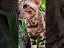 Kucing tercantik di dunia