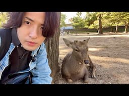 Japanese People Are Angry About Foreigners Here (NARA JAPANESE DEER PARK 2024)