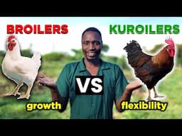 BROILERS vs KUROILERS Which is BETTER?