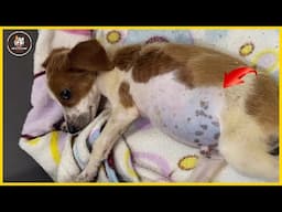 3 Month Old Dog Scared of her Huge Belly, then Vet Notices THIS & Stop Everything