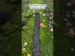 Moss carpet #asmrvideo #drivewaycleaning