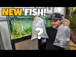 Adding RARE FISH into My 125G Freshwater AQUARIUM!!