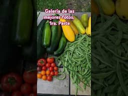 #huertourbano #huertofamiliar #huertoorganico #huertosustentable  #huertoencasa #veggiegarden