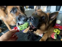 The Diary of German Shepherds 17