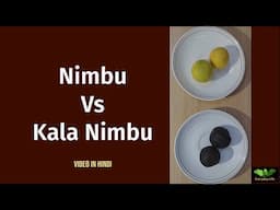 Nimbu Vs kala Nimbu | नींबू  Vs काला नींबू | Lime Vs Black Lemon | Dry Lemon | Everyday Life #  346