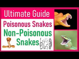 Difference Between Poisonous and Non-Poisonous Snakes: Venom vs Poison