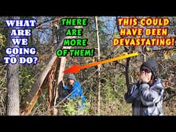 ROTTEN TREE ALMOST SMASHES OUR HOME | vlog, couple builds, tiny house, homesteading, offgrid |