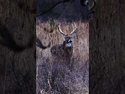 TWO KANSAS GIANTS #bowhuntingwhitetails #hunting #spotandstalk #deer