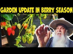 Chicken Fun & What Food Is Growing Now in my Part of Australia. October 2024