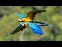 Amazon Rainforest | Birds and Wildlife at Cristalino Jungle Lodge | Brazil 2023 | Relaxation Video