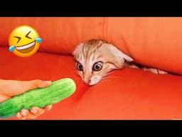 Try Not To Laugh 😅 New Funny Cats and Dogs Videos 😹🐶 Part 18