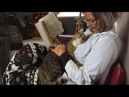 CATS Actually Love Their Humans, Here are the Proofs