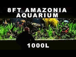 8ft AMAZONIA: EPIC FULL BUILD (AQUASCAPE TUTORIAL)