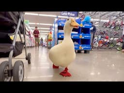 POV: i take my duck to Walmart