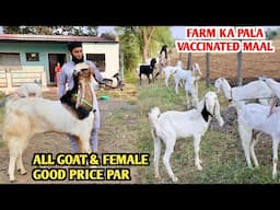 Farm Ka Pala Vaccinated Maal Good Price Par