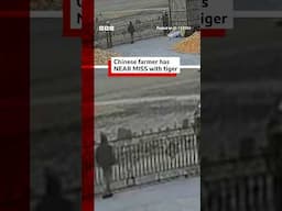 Chinese farmer has near miss with tiger. #China #Tiger #BBCNews