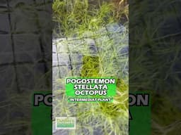 Pogostemon Stellata “Octopus” Aquarium Plant For Sale