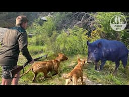 REVENGE BOAR! We caught the BIG BOY! Pig Hunting with dogs NZ