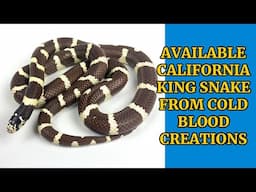 Available California Kingsnake Cold Blood Creations