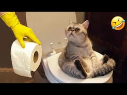 New Funny Animals 2024 😂 Funniest Cats and Dogs Videos #170