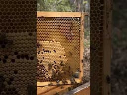 24 Frame is Bees in This Hive! Massive. #beekeeper #bee #honey #beehive #insect #bees #australia