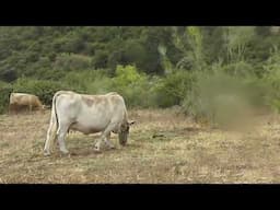 Vacas en el collao    20