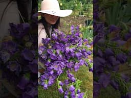 Canterbury Bells