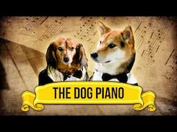 The Dog Piano!