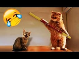 🐱 When Cats Are So Silly 😹 I will die laughing 😂😘 Funny Cats Moments 😂