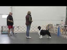 Creating perfect free stacks with your dog for the show ring - Module 4 with Eric Salas