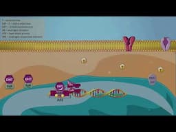 Androgen receptor inhibitors