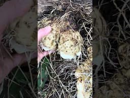 The Top Florida Survival Crop even Grows Through Cracks in a Patio!