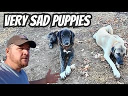 Guard Dog Has Run Away Again | This Is Causing A Huge Issue!