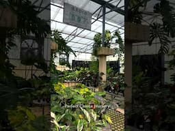 Dream Greenhouse inside Perfect Choice Nursery