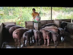 Pig farming, what kind of feed should be given to pigs to help them grow quickly? ( Ep 310 )