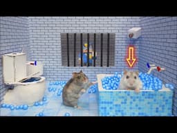 Hamster Escapes Prison Maze 🛑Live Stream