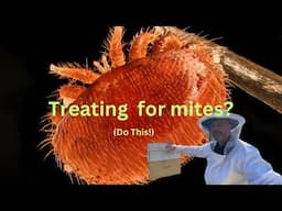 IF you treat for mites, YOU NEED to do THIS!!