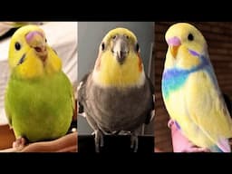 FUNNY AND CUTE PARROTS - TRY NOT TO LAUGH!